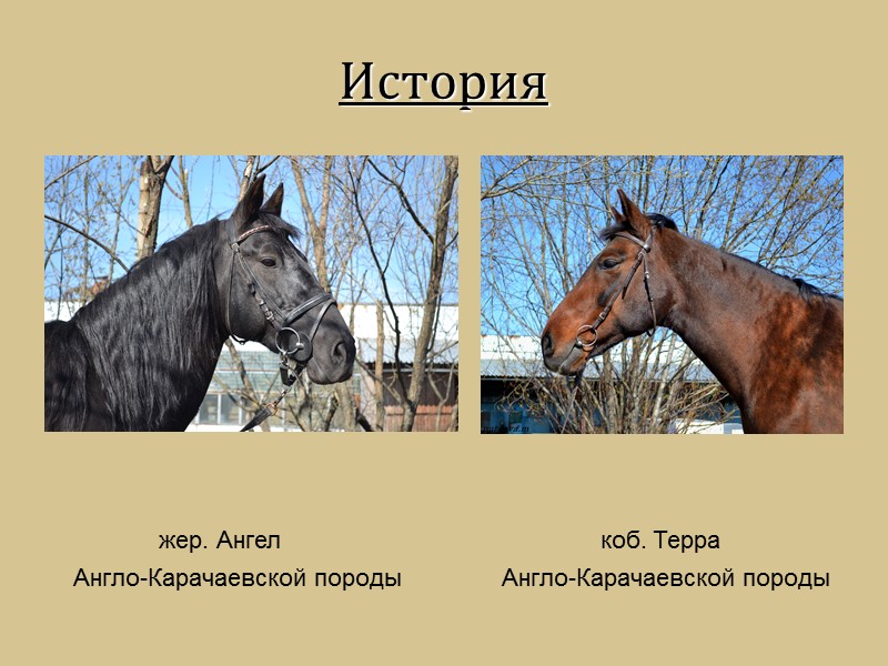 История            жер. Ангел